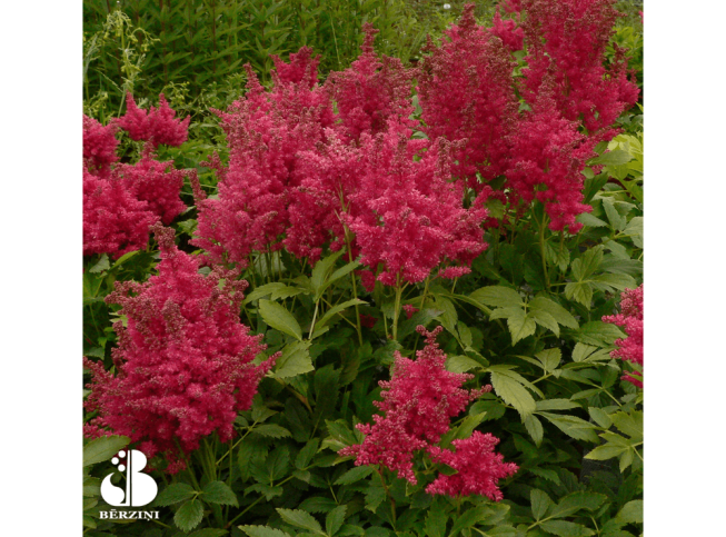 Astilbe   'Fireberry'